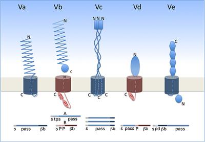 Two-Partner Secretion: Combining Efficiency and Simplicity in the Secretion of Large Proteins for Bacteria-Host and Bacteria-Bacteria Interactions